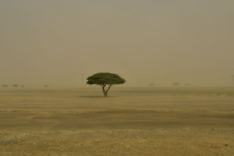 2019 04 03 Tree in the sand blow Moroc-4825