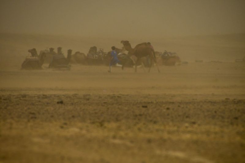 2019 04 03 Getting camel to shelter Moroc-4828