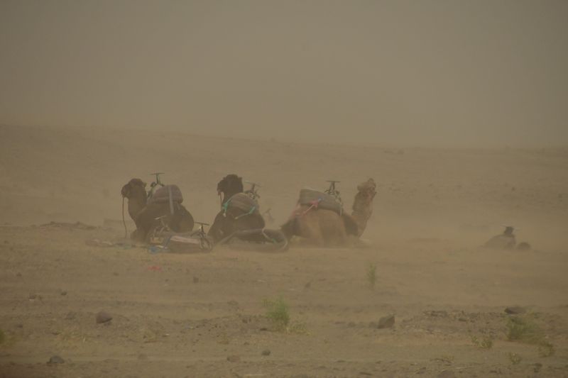 2019 04 03 Camels in the sand blow Moroc-4829