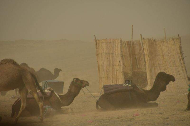 2019 04 03 Camels in the sand blow Moroc-4831
