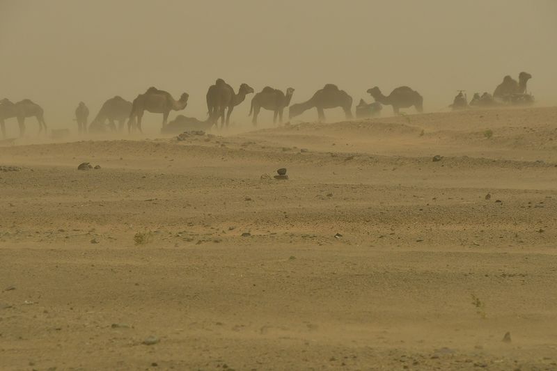 2019 04 03 Camels in the sand blow Moroc-4833