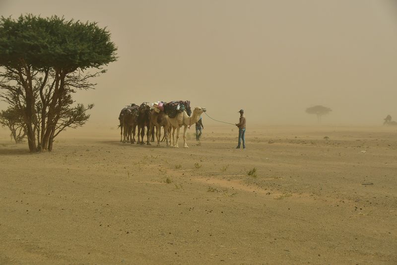 2019 04 03 Leading camels in the sand blow Moroc-4834