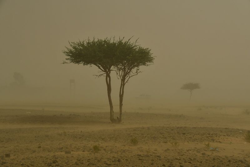 2019 04 03 Tree in the sand blow Moroc-4838