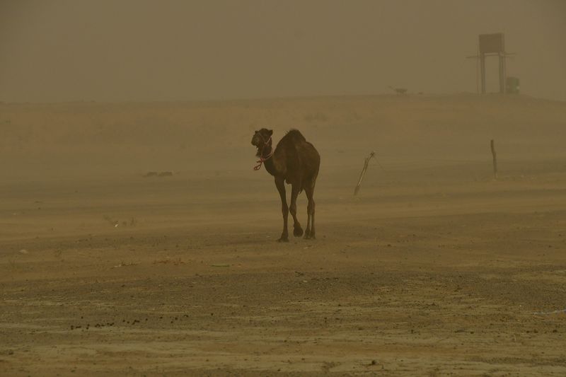 2019 04 03 Young camel wandering in the sand blow Moroc-4858