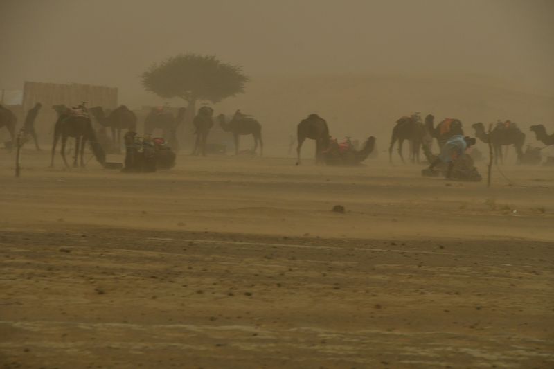 2019 04 03 Getting camels settled in sand blow Moroc-4859