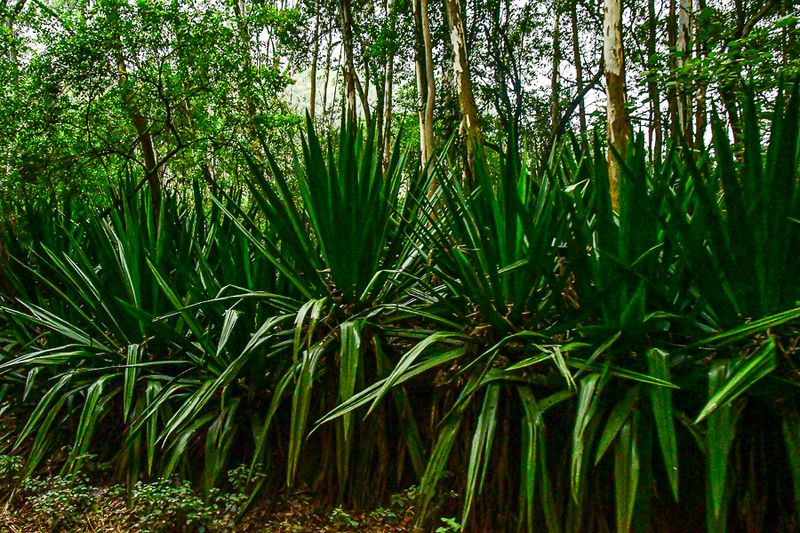 2017 09 06 Upland forest undergrowth India-2-3805
