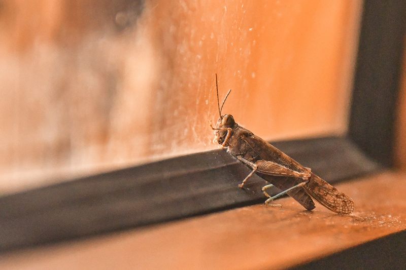 2019 04 03 Grasshopper in the dining tent Moroc-4874-2