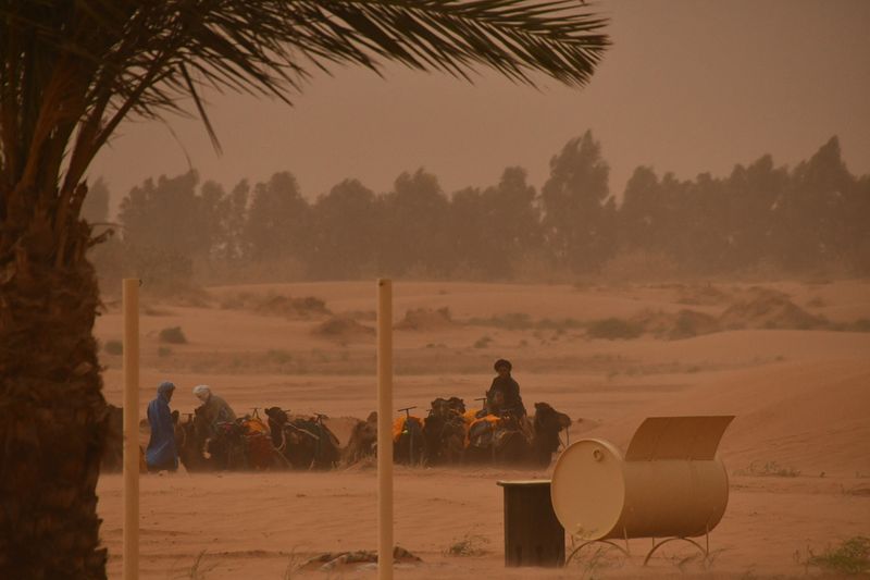 2019 04 03 No camel rides this afternoon 4891