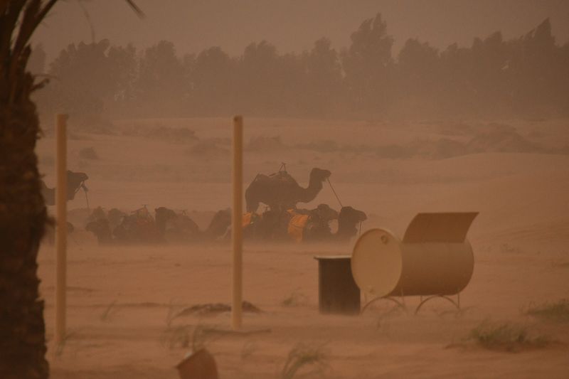 2019 04 03 Camels and men sheltering Moroc-4897