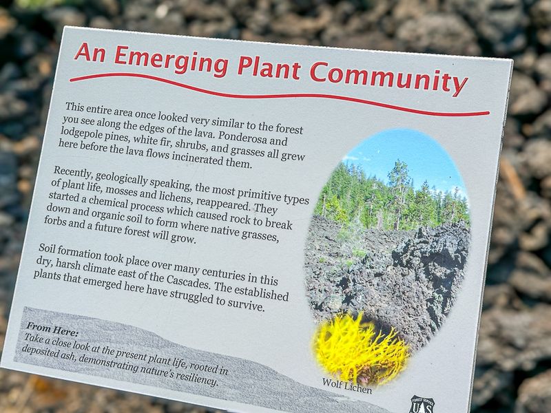 Lava Cast Forest - Deschutes Natl. Forest