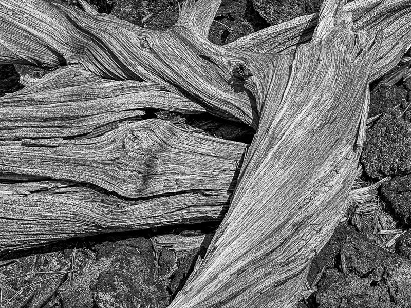 2024 07 20 Lava Cast Forest i7149-2