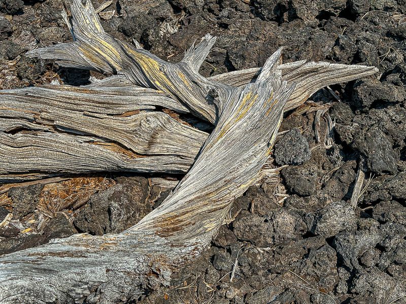 2024 07 20 Lava Cast Forest i7150