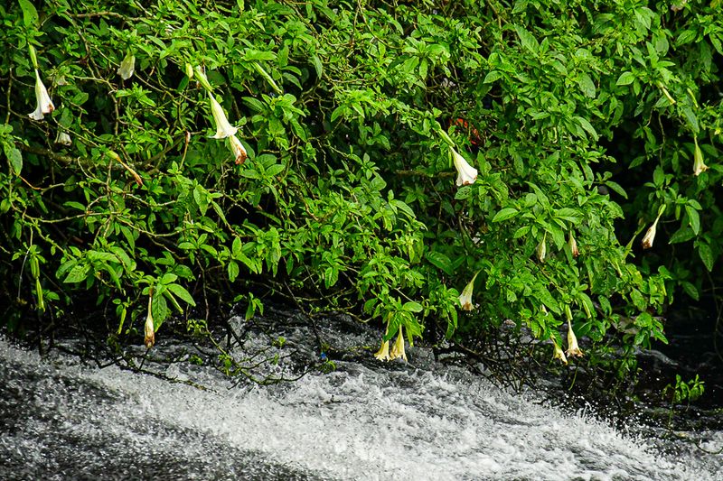 2017 09 06 Roadside stream India-2-3849