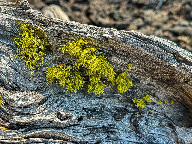 2024 07 20 Wolf lichen i7152
