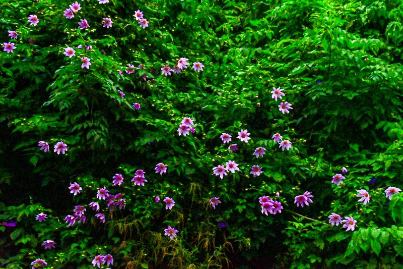 2017 09 06 Kodaikanal India-2-3864