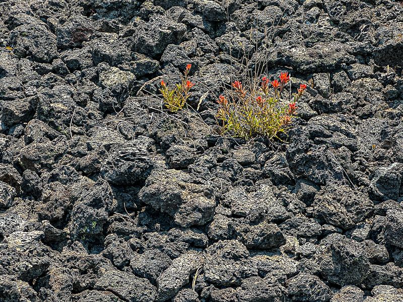 Lava Cast Forest - Deschutes Natl. Forest