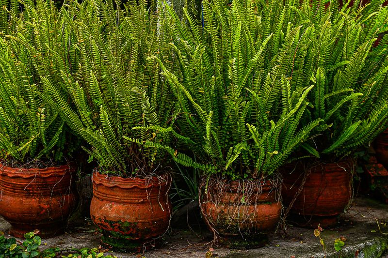 2017 09 06 Kodaikanal India-2-3887-2