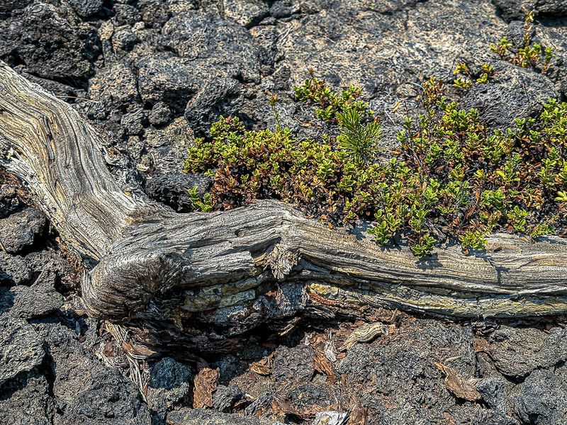 2024 07 20 Lava Cast Forest - Deschutes Natl. Forest i7179