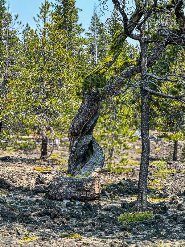 Lava Cast Forest - Deschutes Natl. Forest
