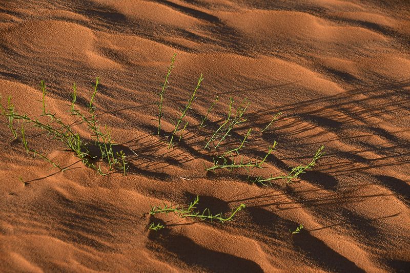 2019 04 04 Erg Chebbi - Merzouga Moroc-4930