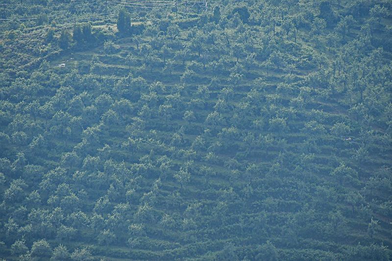 2017 09 07 'Kodai' India-2-3921-2