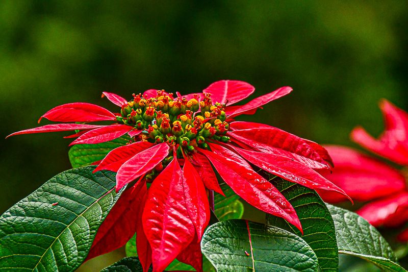 Flowers & Botanicals