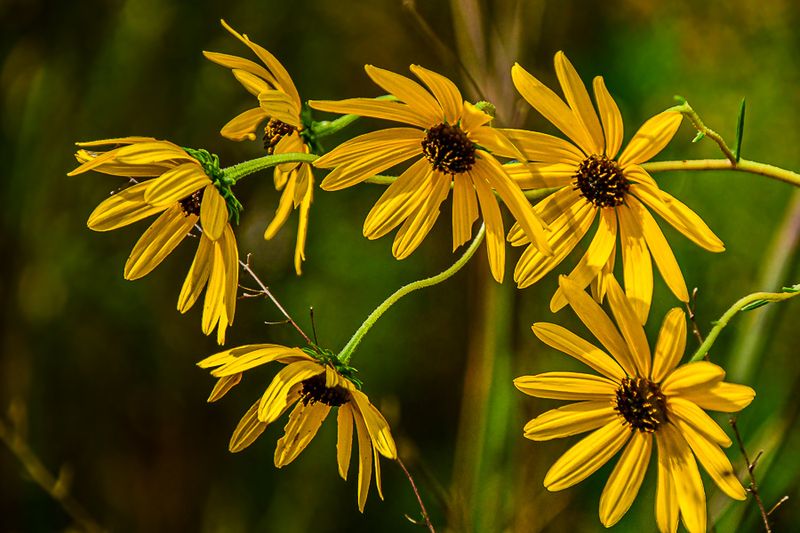 2025 10 11 Sunflowers 2195