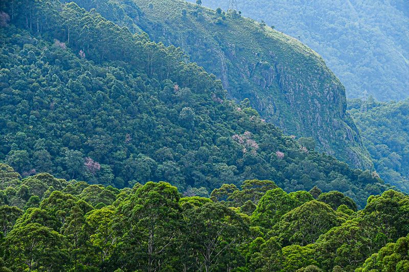 2017 09 07 'Kodai' India-2-3930-2