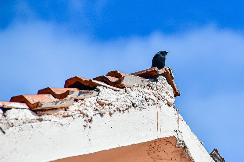 2017 09 07 'Kodai' India-2-3946-2