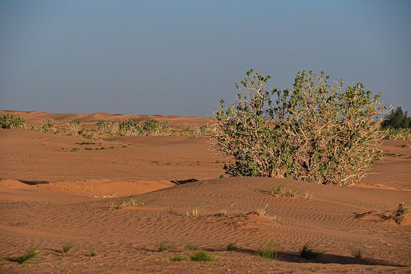 2019 04 04 Milkweeds - Erg Chebbi - Merzouga Moroc-4950