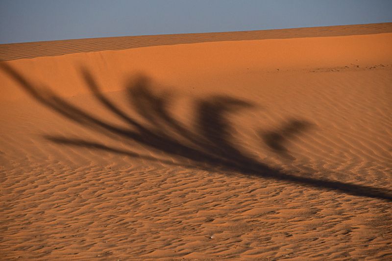 2019 04 04 Desert shadow - Erg Chebbi - Merzouga Moroc-4952