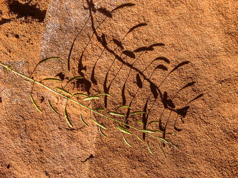 05 03 A mustard Utah19-2-i2178