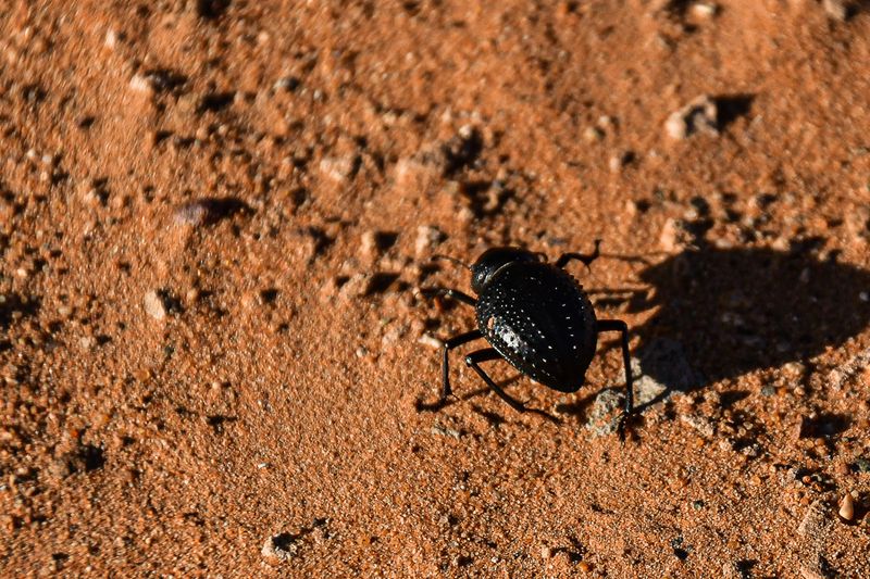 2019 04 04 Desert tenebrionid - Erg Chebbi - Merzouga Moroc-4964