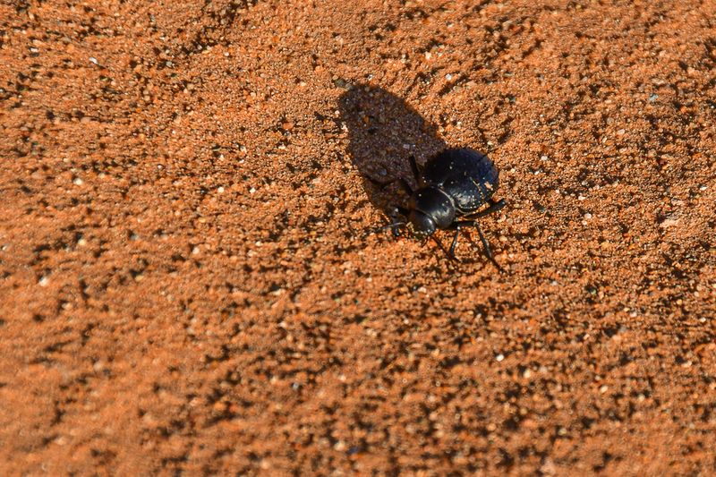 2019 04 04 Desert tenebrionid - Erg Chebbi - Merzouga Moroc-4966