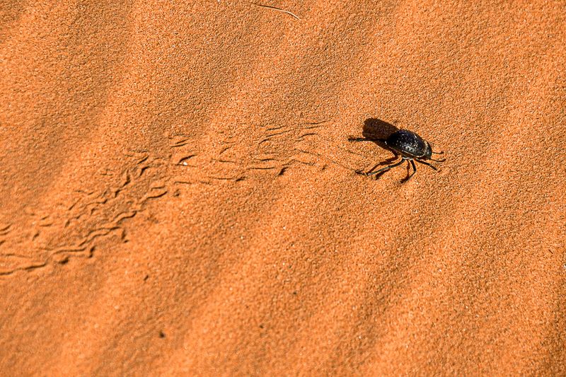 2019 04 04 Desert tenebrionid - Erg Chebbi - Merzouga Moroc-4973