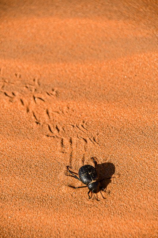 2019 04 04 Erg Chebbi - Merzouga Moroc-4975