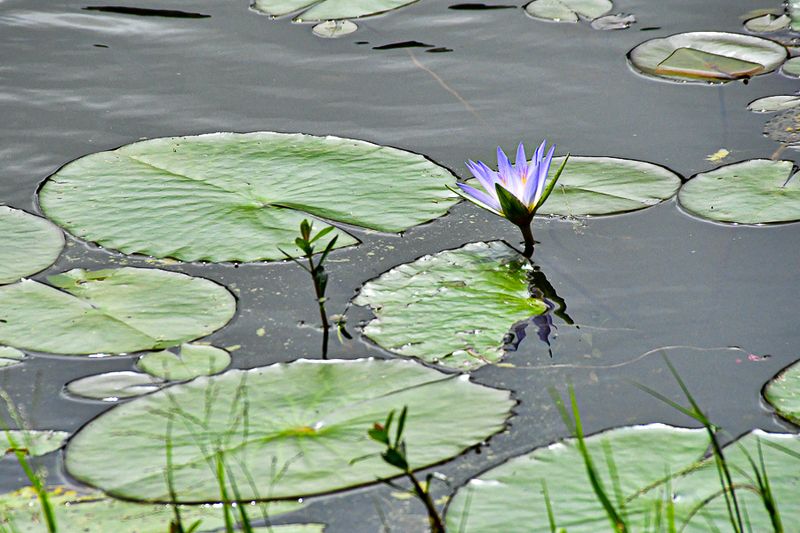 2017 09 07 Kodaikanal Lake - 'Kodai' India-2-3957-2