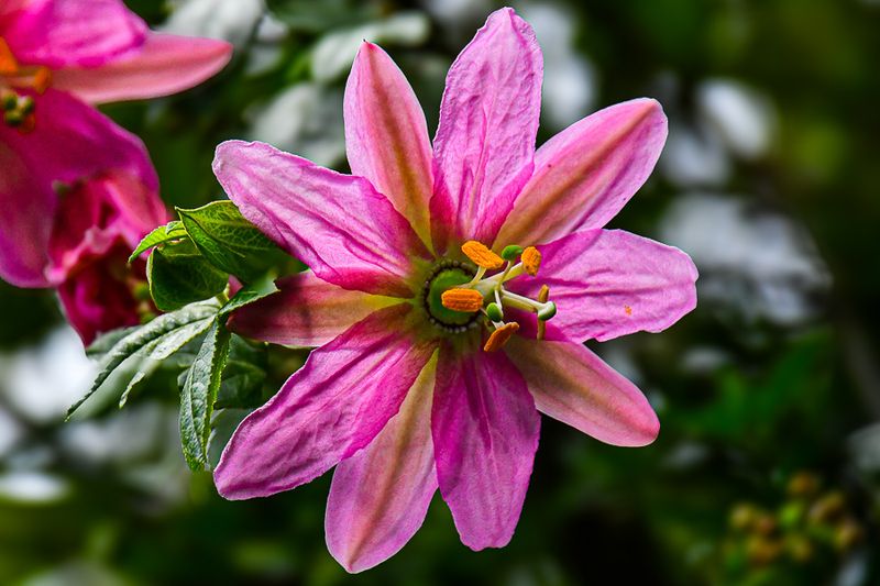 2017 09 07 'Kodai' India-2-3961-2