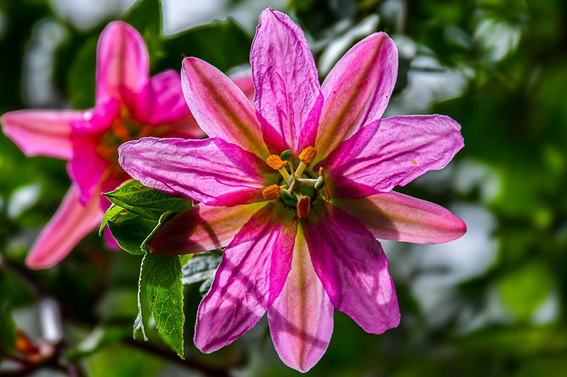 2017 09 07 'Kodai' India-2-3962-2