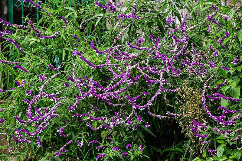 Flowers & Botanicals