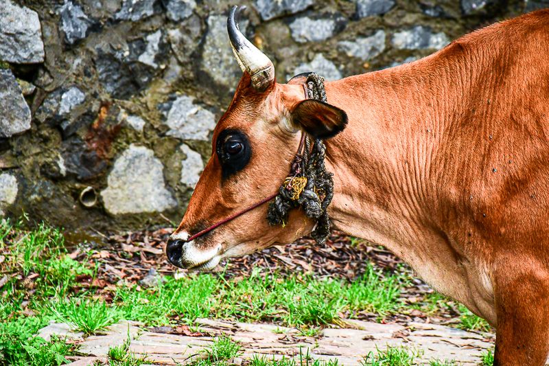 2017 09 07 'Kodai' India-2-3970-2