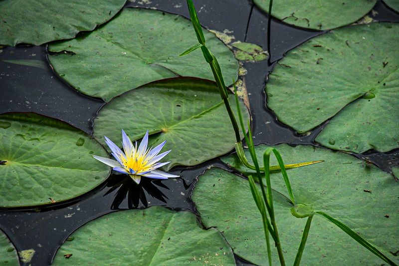 2017 09 07 Kodaikanal Lake - 'Kodai' India-2-3975-2