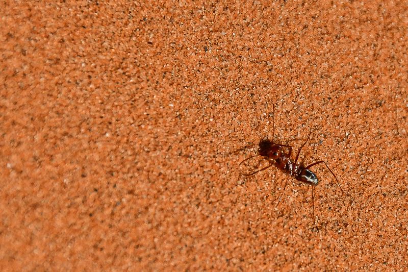 Ants - Formicidae