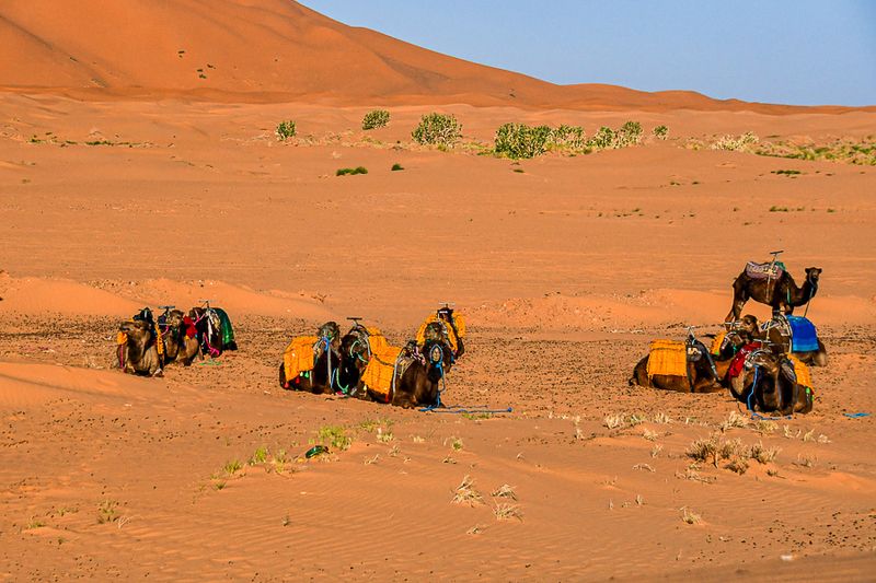 2019 04 04 Camels waiting on the day to begin - Erg Chebbi - Merzouga Moroc-4992-2