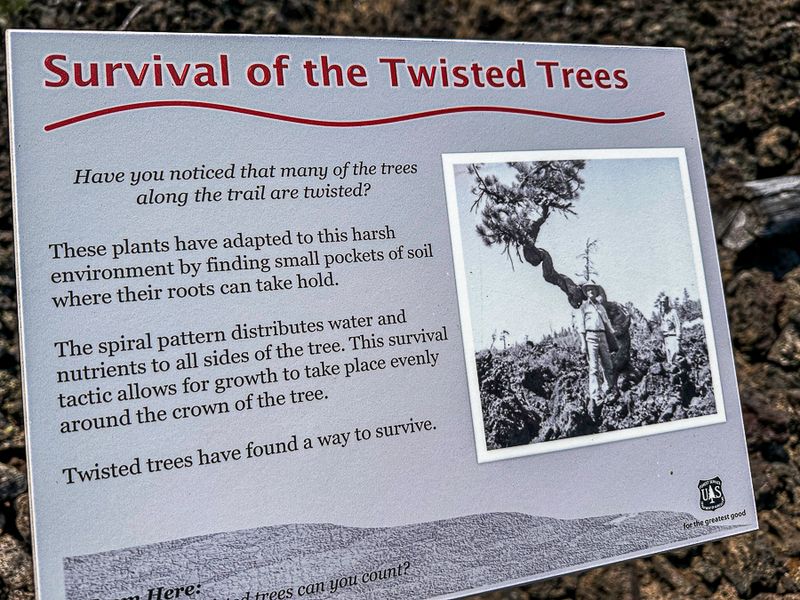 2024 07 20 Lava Casts Natl. Forest i7205