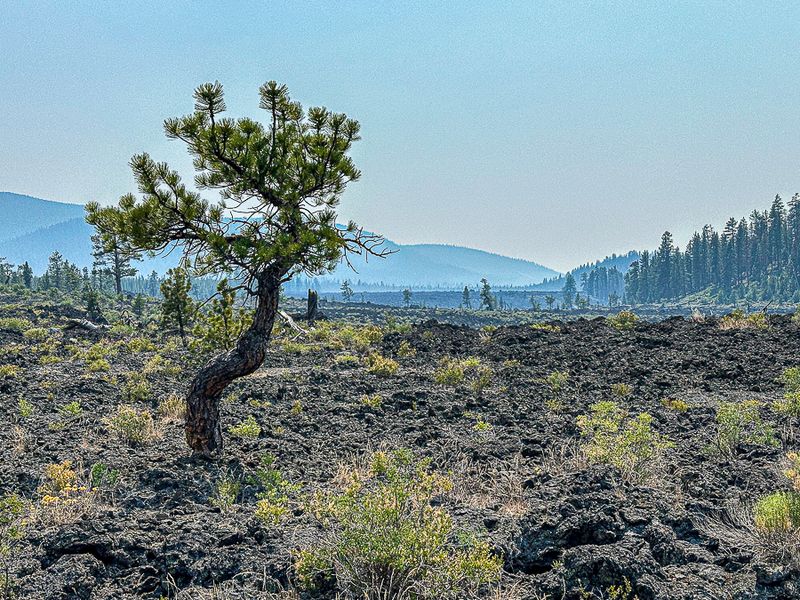 Lava Cast Forest - Deschutes Natl. Forest