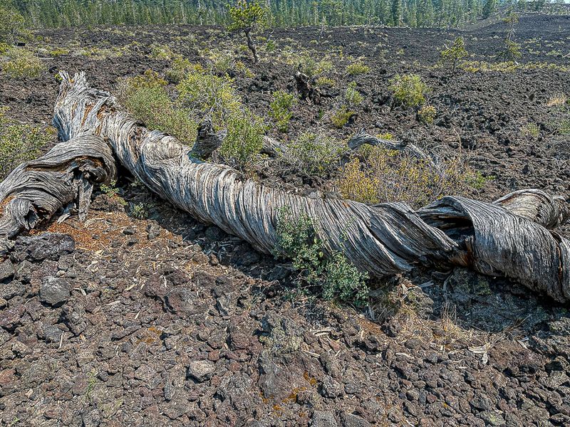2024 07 20 Lava Casts Natl. Forest i7211
