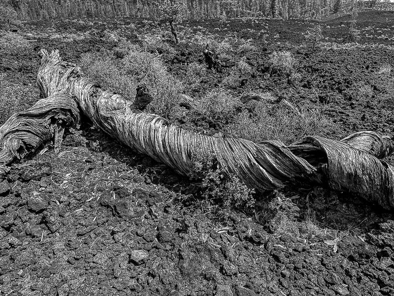 Lava Cast Forest - Deschutes Natl. Forest