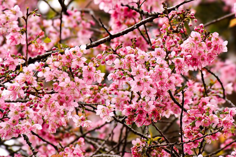 2017 09 07 Cherry blossoms - 'Kodai' India-2-3992-2
