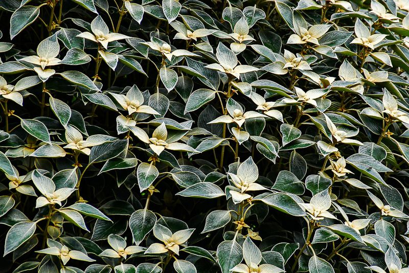 2017 09 07 tbd - 'Kodai' India-2-3993-2